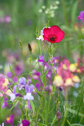 WILD_DIANTHUS_AND_LINARIA_IN_FLOWER_MEADOW