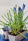 MUSCARI ARMENIACUM IN A WOODEN CONTAINER