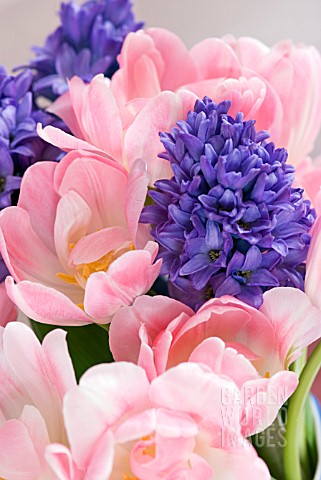 BLUE_HYACINTHS_AND_PINK_TULIPS