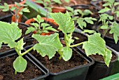 YOUNG CUCUMBER AND TOMATO PLANTS IN POTS