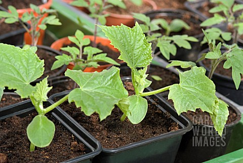YOUNG_CUCUMBER_AND_TOMATO_PLANTS_IN_POTS