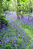 BLUEBELL WOOD IN SPRINGTIME
