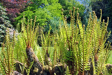 DRYOPTERIS_AFFINIS_SUBSP_CAMBRENSIS