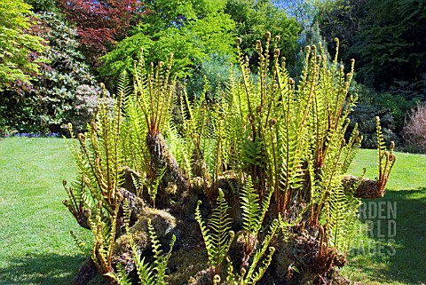 DRYOPTERIS_AFFINIS_SUBSP_CAMBRENSIS