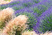 LAVANDULA GROSSO PLANTED WITH GRASSES