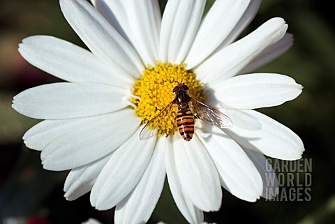 HOVERFLY_ON_ARGYRANTHEMUM_FOENICULACEUM_POLLY