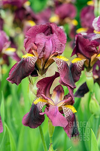 IRIS_GERMANICA_RED_ORCHID