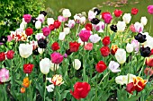 MIXED TULIP BED