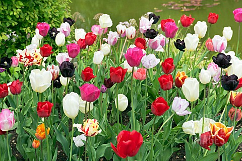 MIXED_TULIP_BED