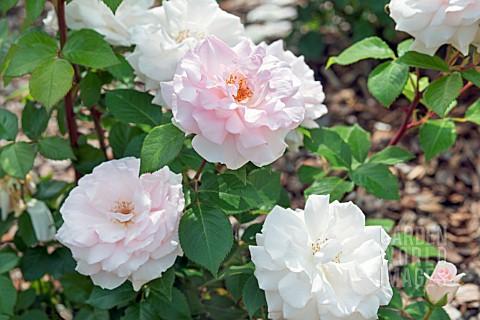 ROSA_A_WHITER_SHADE_OF_PALE