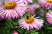 BEE ON ASTER BARRS PINK