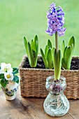 HYACINTH GROWING IN WATER IN A GLASS BULB VASE