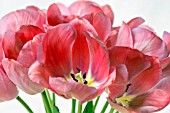 BOUQUET OF SPRING TULIPS