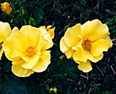 ROSA BRIGHT SMILE, (SYN. ROSA DICDANCE)