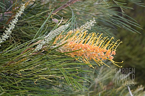 GOLDEN_LYRE_IS_ONE_OF_MANY_GREVILLEA_CULTIVARS_DEVELOPED_FOR_SHOW_AND_THE_HORTICULTURAL_INDUSTRY