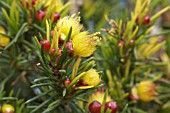 FLOWER OF THE ENDANGERED WESTERN AUSTRALIAN ENDEMIC VERTICORDIA STAMINOSA SHRUB