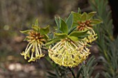 PENDULOUS FLOWER OF THE NATIVE WESTERN AUSTRALIAN SHRUB, PIMELEA SAUVEOLENS