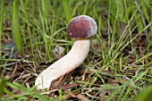 RUSSULA FUNGI (EARLY STAGE OF DEVELOPMENT)