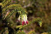 DECLARED RARE FLORA, DARWINIA MEEBOLDI, NATIVE TO AN ISOLATED GEGRAPHICAL LOCATION IN WESTERN AUSTRALIA