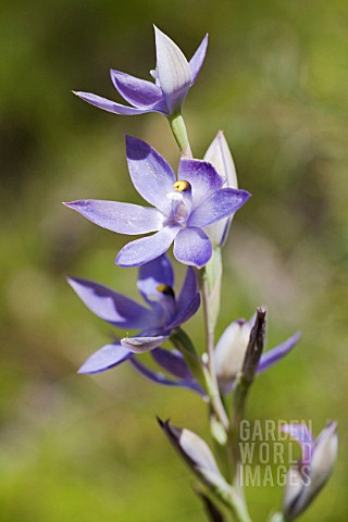 THELYMITRA_MACROPHYLLA_ORCHID