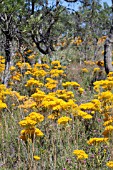 VERTICORDIA NITANS FLOWERING EN MASSE IN THE WESTERN AUSTRALIAN BUSH DURING EARLY SUMMER (DECEMBER)