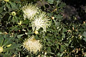 NATIVE WESTERN AUSTRALIAN BANKSIA SESSILIS IN FLOWER, COMMONLY KNOWN AS PARROT BUSH