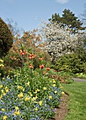 BORDER OF SPRING BULBS WITH MATURE TREES AND LAWNS IN SPRING AT THE DOROTHY CLIVE GARDEN