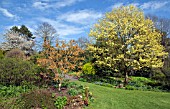 BORDERS OF MATURE TREES AND SHRUBS IN SPRING AT THE DOROTHY CLIVE GARDEN