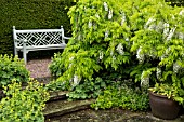 TERRACED SEATING AREA WITH ALCHEMILLA MOLLIS AND WISTERIA SINENSIS ALBA AT WOLLERTON OLD HALL