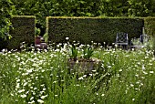 IN THE CENTRE OF THE GARDEN IS AN ANCIENT FONT WITH LEUCANTHEMUM VULGARE PLANTED AROUND, AT WOLLERTON OLD HALL