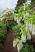WISTERIA SINENSIS ALBA AT WOLLERTON OLD HALL