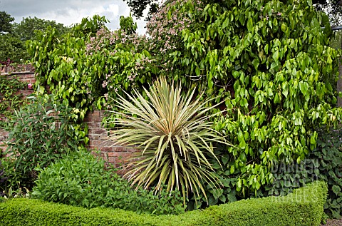 CLEMATIS_MONTANA_MARJORIE_AND_HEDERA_SULPHUR_HEART_GROWING_ON_WALL_AT_WOLLERTON_OLD_HALL