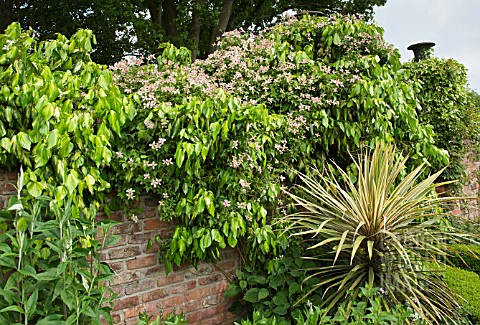 CLEMATIS_MONTANA_MARJORIE_AND_HEDERA_SULPHUR_HEART_GROWING_ON_WALL_AT_WOLLERTON_OLD_HALL
