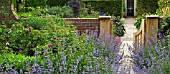 NEPETA AROUND WOODEN GATE AT WOLLERTON OLD HALL