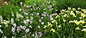 IRIS BUTTER AND SUGAR AND HESPERIS MATRONALIS IN HERBACEOUS BORDER AT WOLLERTON OLD HALL
