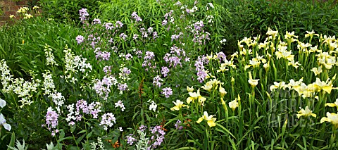 IRIS_BUTTER_AND_SUGAR_AND_HESPERIS_MATRONALIS_IN_HERBACEOUS_BORDER_AT_WOLLERTON_OLD_HALL