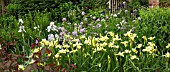 IRIS WITH SWEET ROCKET, IN BORDER AT WOLLERTON OLD HALL