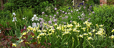 IRIS_WITH_SWEET_ROCKET_IN_BORDER_AT_WOLLERTON_OLD_HALL