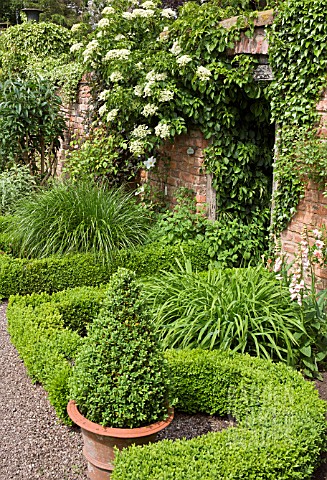 BOX_LINED_BEDS_WITH_HYDRANGEA_PETIOLARIS_ON_WALLAT_WOLLERTON_OLD_HALL
