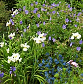 PERENNIALS IN LATE SPRING GERANIUM JOHNSONS BLUE AND IRIS DREAMING YELLOW AT WOLLERTON OLD HALL