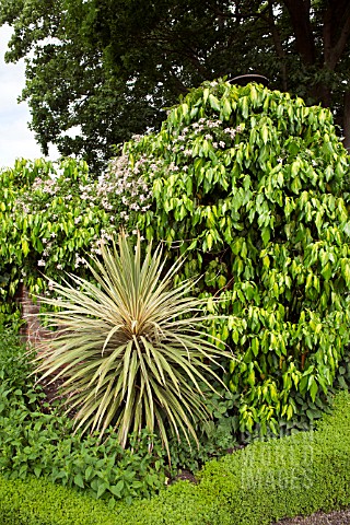 HEDERA_COLCHICA_SULPHUR_HEART_ON_WALL_WITH_CORDYLINE_AUSTRALIS_TORBAY_DAZZLER_AT_WOLLERTON_OLD_HALL
