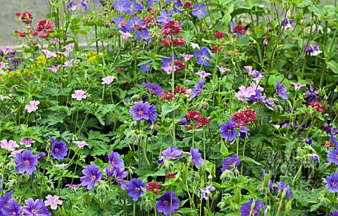 HERBACEOUS_PERENNIALS_IN_BORDER_CONTAINING_VARIETIES_OF_HARDY_GERANIUM_AND_VALERIAN