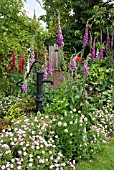 COUNTRY COTTAGE GARDEN WITH LUPINS AND GERANIUMS AT WESTON OPEN GARDENS
