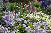 DEEP BORDER OF HERBACEOUS PERENNIALS, PINK PAPAVER, DELPHINIUM AND ROSES, AND ANTHEMIS TINCTORIA E.C. BUXTON AT WOLLERTON OLD HALL