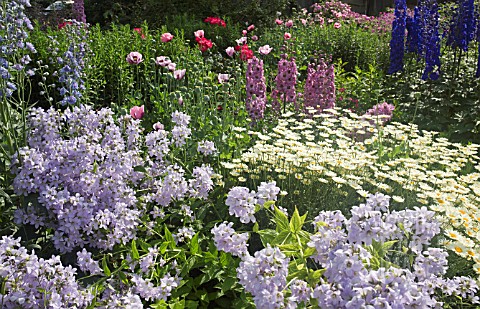 DEEP_BORDER_OF_HERBACEOUS_PERENNIALS_PINK_PAPAVER_DELPHINIUM_AND_ROSES_AND_ANTHEMIS_TINCTORIA_EC_BUX