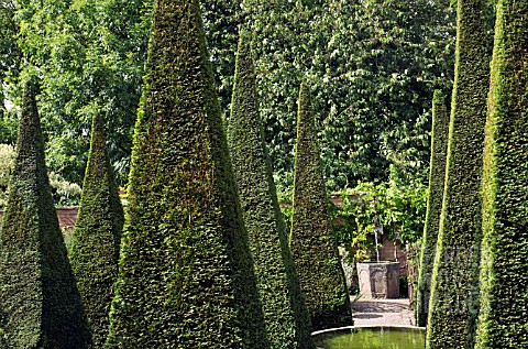 TALL_YEW_SPIRES_AT_WOLLERTON_OLD_HALL
