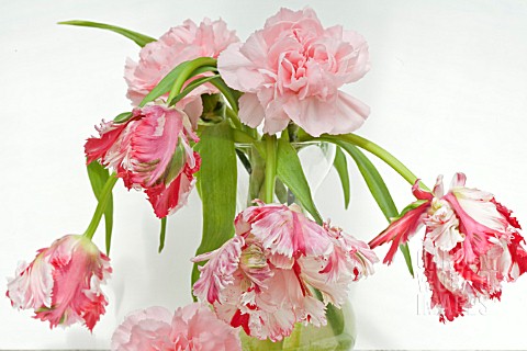 VASE_OF_TULIPS_AND_CARNATIONS