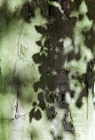 LEAVES_OF_THE_BEECH_TREE_CAST_SHADOWS_ON_ITS_HUGE_TRUNK