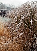 FROSTED GRASSES