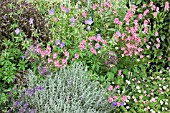 BORDERS OF PINK AND BLUE MIXED HERBACEOUS PERENNIALS